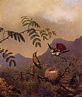 Martin Johnson Heade Famous Paintings - Frilled Coquette